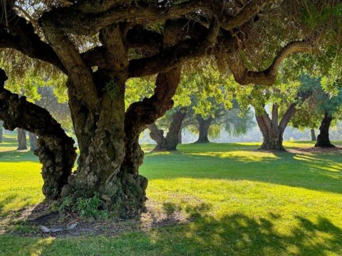 Mature gnarled trees casting shadows across a manicured parkland lawn